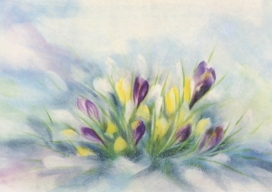 Cartolina: Crocus