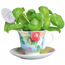 Kit per piantare il basilico in una tazza da tè
