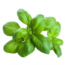 Bustina di semi: Basilico ligure bio