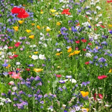 Bustina di semi da seminare: Miscuglio di fiori per api bio