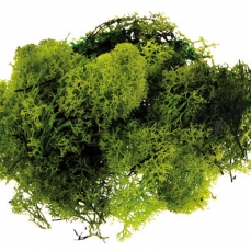 Muschio verde per decorare