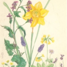 Cartolina: Narciso e i suoi compagni