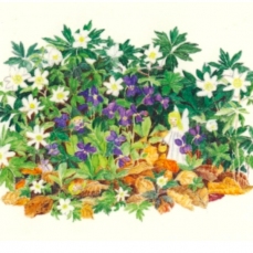 Cartolina: Primavera nella foresta