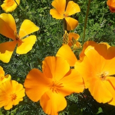 Bustina di semi da seminare: Escolzia per api