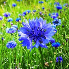 Bustina di semi da seminare: Fiordaliso